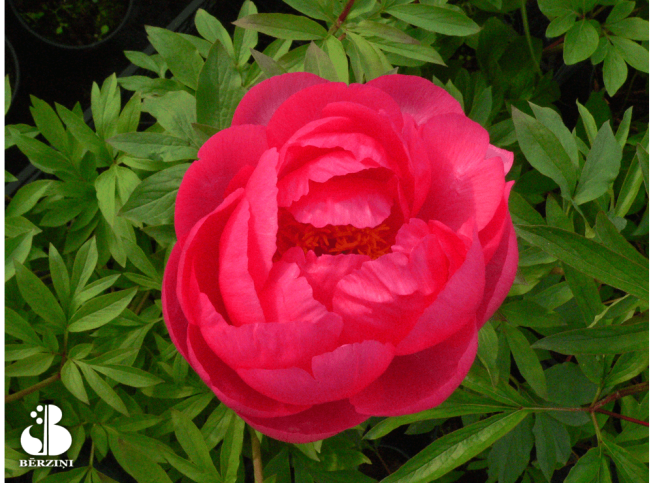 Paeonia   'Cytherea'